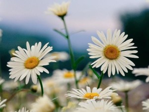 洋甘菊
