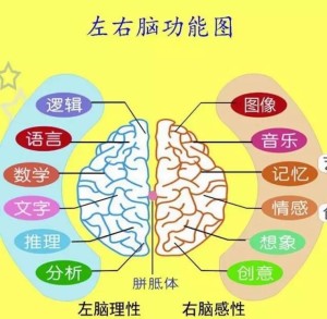 左右脑的分布