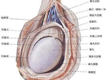 阴囊损伤