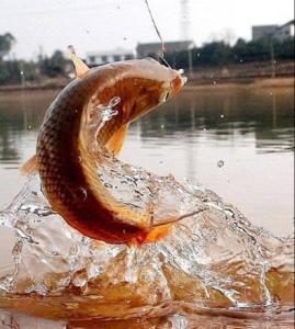 黄河大鲤鱼