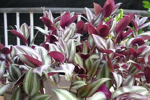 紫吊竹草 鸭跖草科紫露草属植物 搜狗百科