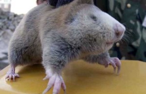 鼢鼠