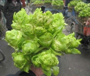 子孙菜,也叫儿菜,又叫"超生菜,背儿菜,抱儿菜,娃娃菜,抱子芥,母子菜"