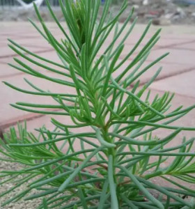 嫩苗俗称"狼尾(yǐ)巴条",长成称海英菜,碱蒿,盐蒿等,盐蓬,碱蒿子