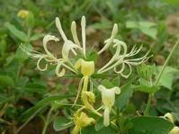 小花须蕊忍冬
