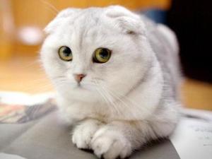苏格兰折耳猫