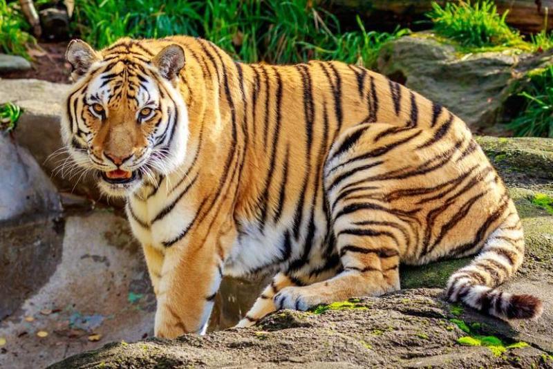 西伯利亚虎 猫科豹属动物 搜狗百科