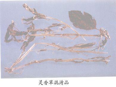 垂花香草（灵香草混淆品）
