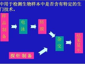 分子杂交技术