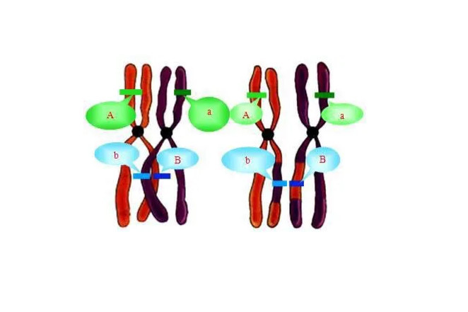 复等位基因 生物化学 搜狗百科