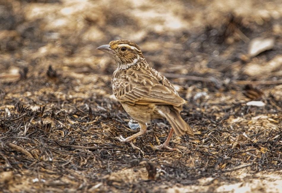 怎么样挑选小百灵鸟 0