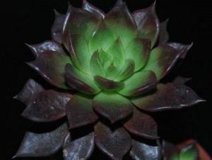 黑王子（植物物种）