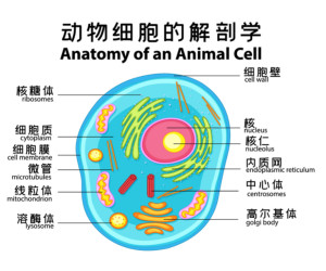 动物细胞 生物学术语 搜狗百科