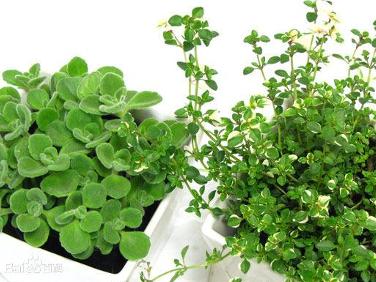 大花香草