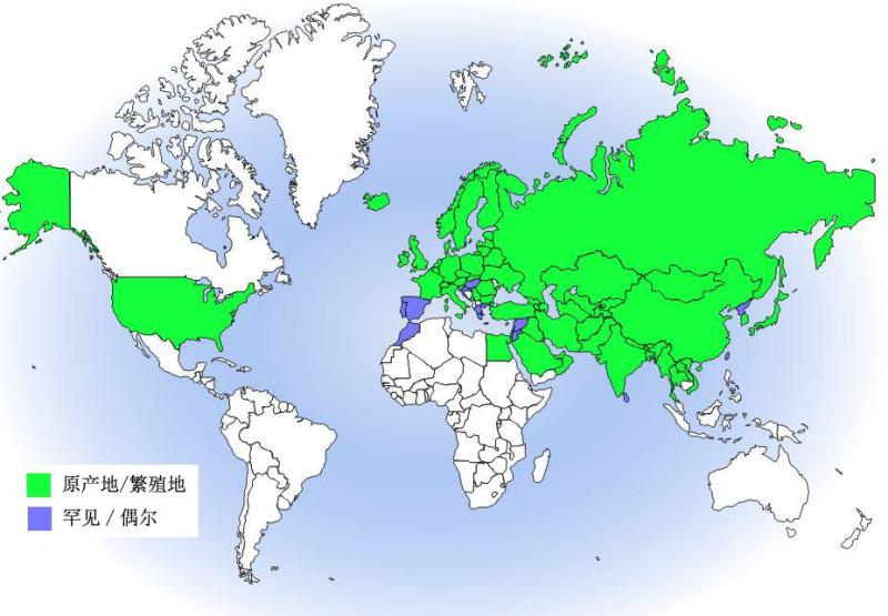 普通朱雀分布图