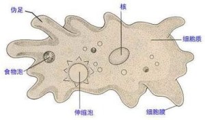 变形虫形态图片