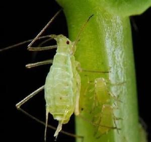 菜蚜,别名:菜缢管蚜, 萝卜蚜.