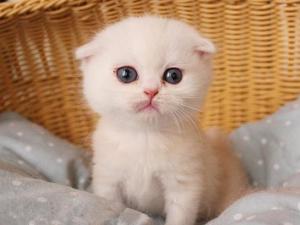苏格兰折耳猫
