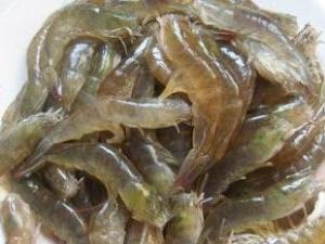 对虾