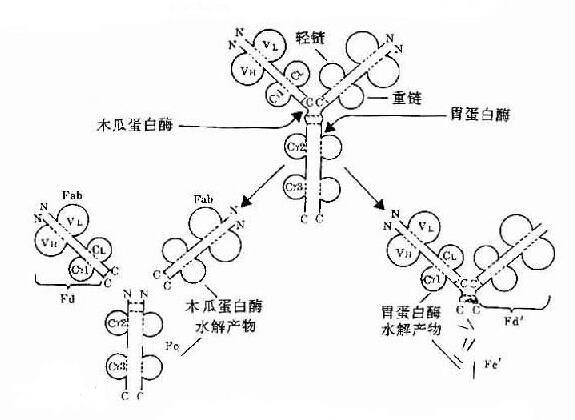 免疫球蛋白a