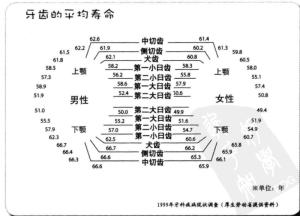 牙齿的平均寿命