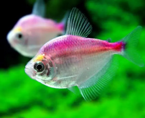 彩裙鱼 - 搜狗百科