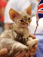 德文卷毛猫