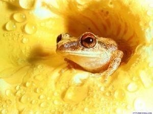 青蛙效应