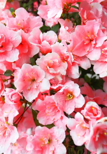 花中西施