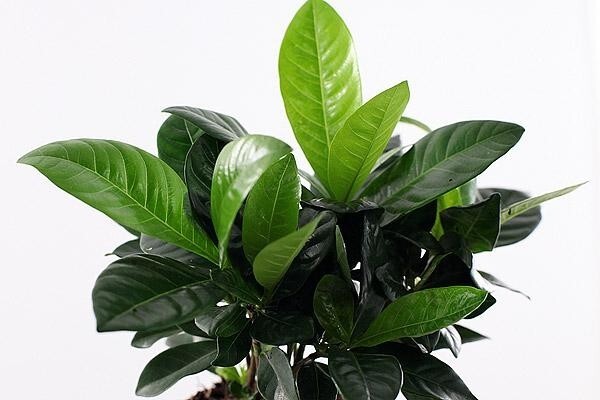 栀子花 茜草科栀子属植物 搜狗百科