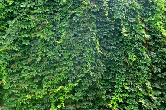 爬山虎