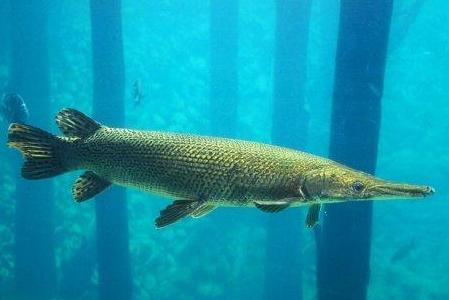 鳄雀鳝 雀鳝科大雀鳝属动物 搜狗百科 鳄雀鳝 雀鳝科大雀鳝属动物 搜狗百科