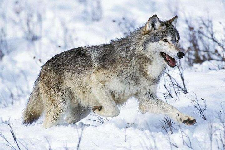 北美灰狼 犬科犬属动物 搜狗百科