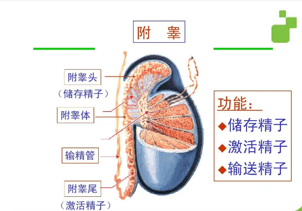 附睾图片结构图片