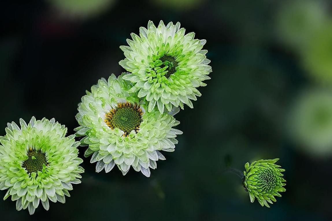 绿菊 菊科绿菊属植物 搜狗百科