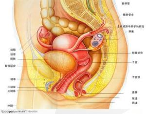 女性泌尿系统