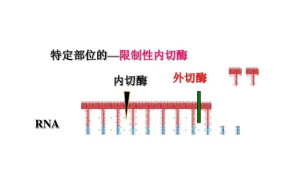 限制性内切酶