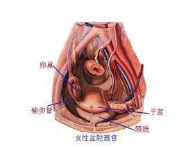 膨腔积液是什么图片