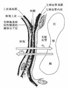 呼吸膜的结构模式图