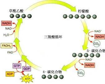 三羧酸循环(生物化学术语) - 搜狗百科