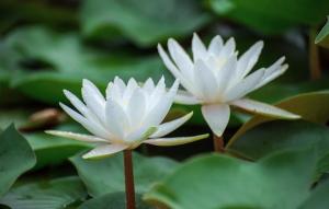 《蓮花》