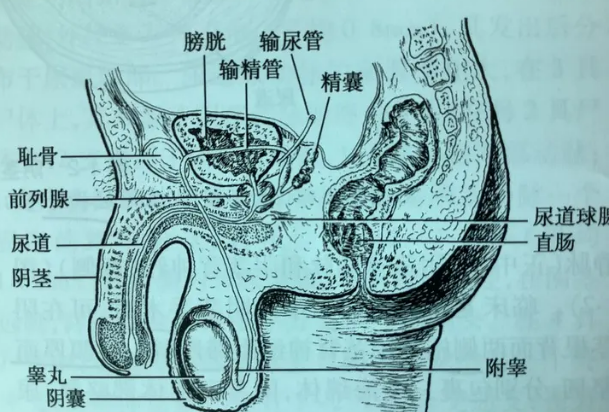 性器官
