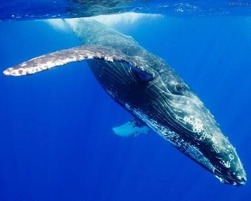 鲸鱼拼音鲸鱼拼音几声 形容鲸鱼叫声的词