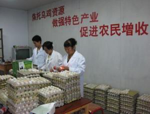 略阳乌鸡