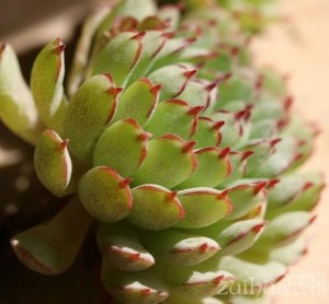 多肉小红衣状态图片 300