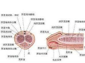 阴茎背神经阻断术
