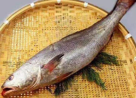 鮸鱼