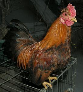 丝光鸡