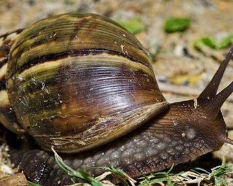 光亮大蜗牛 - 搜狗百科