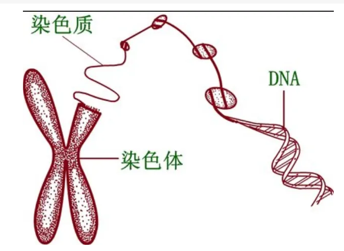 x染色质绘图图片